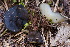  (Gyromitra melaleuca - BGE_00482_B07)  @11 [ ] Copyright (2024) Marco Floriani None