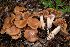  (Cortinarius spisnii - BGE_00482_B09)  @11 [ ] Copyright (2024) Marco Floriani None