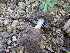  (Pluteus sp - BGE_00482_F09)  @11 [ ] Copyright (2024) Alessia Tatti None