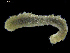  ( - UM_NB_aplac15)  @11 [ ] CreativeCommons - Attribution Non-Commercial Share-Alike (2014) University of Bergen, Norway University of Bergen, Natural History Collections