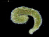  ( - UM_NB_aplac16)  @11 [ ] CreativeCommons - Attribution Non-Commercial Share-Alike (2014) University of Bergen, Norway University of Bergen, Natural History Collections
