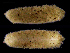  ( - UM_NB_aplac36)  @11 [ ] CreativeCommons - Attribution Non-Commercial Share-Alike (2014) University of Bergen, Norway University of Bergen, Natural History Collections
