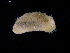  ( - UM_NB_aplac37)  @11 [ ] CreativeCommons - Attribution Non-Commercial Share-Alike (2014) University of Bergen, Norway University of Bergen, Natural History Collections