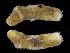  ( - UM_NB_aplac38)  @11 [ ] CreativeCommons - Attribution Non-Commercial Share-Alike (2014) University of Bergen, Norway University of Bergen, Natural History Collections
