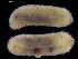  ( - UM_NB_aplac39)  @11 [ ] CreativeCommons - Attribution Non-Commercial Share-Alike (2014) University of Bergen, Norway University of Bergen, Natural History Collections