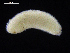  ( - UM_NB_aplac40)  @11 [ ] CreativeCommons - Attribution Non-Commercial Share-Alike (2014) University of Bergen, Norway University of Bergen, Natural History Collections