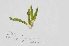  ( - L.3960344)  @11 [ ] CreativeCommons - Attribution Non-Commercial Share-Alike (2016) Unspecified Naturalis Biodiversity Center