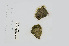  (Cladophoropsis - L.3960420)  @11 [ ] CreativeCommons - Attribution Non-Commercial Share-Alike (2016) Unspecified Naturalis Biodiversity Center