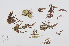  (Spyridia hypnoides - L.3960440)  @11 [ ] CreativeCommons - Attribution Non-Commercial Share-Alike (2016) Unspecified Naturalis Biodiversity Center