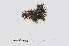 (Polysiphonia scopulorum - L.3960443)  @11 [ ] CreativeCommons - Attribution Non-Commercial Share-Alike (2016) Unspecified Naturalis Biodiversity Center