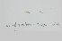  (Dasya rigidula - L.3960191)  @11 [ ] CreativeCommons - Attribution Non-Commercial Share-Alike (2016) Unspecified Naturalis Biodiversity Center