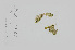  (Valonia macrophysa - L.3960218)  @11 [ ] CreativeCommons - Attribution Non-Commercial Share-Alike (2016) Unspecified Naturalis Biodiversity Center
