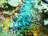 ( - L.3960218)  @11 [ ] CreativeCommons - Attribution Non-Commercial Share-Alike (2016) Unspecified Naturalis Biodiversity Center
