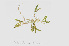  (Halophila - L.3960038)  @11 [ ] CreativeCommons - Attribution Non-Commercial Share-Alike (2016) Unspecified Naturalis Biodiversity Center