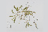  ( - L.3960232)  @11 [ ] CreativeCommons - Attribution Non-Commercial Share-Alike (2016) Unspecified Naturalis Biodiversity Center