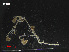  ( - L.3960276)  @11 [ ] CreativeCommons - Attribution Non-Commercial Share-Alike (2016) Unspecified Naturalis Biodiversity Center