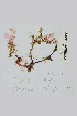  ( - L.3960285)  @11 [ ] CreativeCommons - Attribution Non-Commercial Share-Alike (2016) Unspecified Naturalis Biodiversity Center