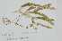  ( - L.3960062)  @11 [ ] CreativeCommons - Attribution Non-Commercial Share-Alike (2016) Unspecified Naturalis Biodiversity Center