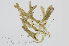  ( - L.3960063)  @11 [ ] CreativeCommons - Attribution Non-Commercial Share-Alike (2016) Unspecified Naturalis Biodiversity Center