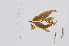  ( - L.3960306)  @11 [ ] CreativeCommons - Attribution Non-Commercial Share-Alike (2016) Unspecified Naturalis Biodiversity Center