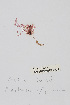  ( - L.3960309)  @11 [ ] CreativeCommons - Attribution Non-Commercial Share-Alike (2016) Unspecified Naturalis Biodiversity Center