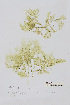  (Hypoglossum tenuifolium - L.3960314)  @11 [ ] CreativeCommons - Attribution Non-Commercial Share-Alike (2016) Unspecified Naturalis Biodiversity Center