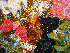  ( - L.3960076)  @11 [ ] CreativeCommons - Attribution Non-Commercial Share-Alike (2016) Unspecified Naturalis Biodiversity Center