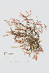  ( - L.3960080)  @11 [ ] CreativeCommons - Attribution Non-Commercial Share-Alike (2016) Unspecified Naturalis Biodiversity Center