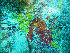  ( - L.3960088)  @11 [ ] CreativeCommons - Attribution Non-Commercial Share-Alike (2016) Unspecified Naturalis Biodiversity Center