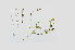  ( - L.3960092)  @11 [ ] CreativeCommons - Attribution Non-Commercial Share-Alike (2016) Unspecified Naturalis Biodiversity Center