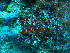  ( - L.3960093)  @11 [ ] CreativeCommons - Attribution Non-Commercial Share-Alike (2016) Unspecified Naturalis Biodiversity Center