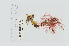  ( - L.3960097)  @11 [ ] CreativeCommons - Attribution Non-Commercial Share-Alike (2016) Unspecified Naturalis Biodiversity Center