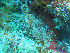  ( - L.3960097)  @11 [ ] CreativeCommons - Attribution Non-Commercial Share-Alike (2016) Unspecified Naturalis Biodiversity Center
