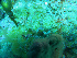  ( - L.3960100)  @11 [ ] CreativeCommons - Attribution Non-Commercial Share-Alike (2016) Unspecified Naturalis Biodiversity Center