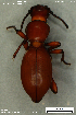  (Mesostena - KSA0010)  @11 [ ] Creative Commons Attribution NonCommercial ShareAlike (2023) (2024) Research Center in Biodiversity and Genetic Resources Research Center in Biodiversity and Genetic Resources