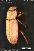  (Cabirutus - KSA0365)  @11 [ ] Creative Commons Attribution NonCommercial ShareAlike (2023) (2024) Research Center in Biodiversity and Genetic Resources Research Center in Biodiversity and Genetic Resources