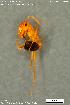  (Monomorium luteum - KSA1040)  @11 [ ] Creative Commons Attribution NonCommercial ShareAlike (2023) (2024) Research Center in Biodiversity and Genetic Resources Research Center in Biodiversity and Genetic Resources