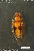  (Mecynotarsus - KSA1785)  @11 [ ] Creative Commons Attribution NonCommercial ShareAlike (2023) (2024) Research Center in Biodiversity and Genetic Resources Research Center in Biodiversity and Genetic Resources