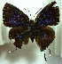  (Aphnaeus asterius - MLIB-0113)  @14 [ ] CreativeCommons - Attribution (2010) Michel Libert Centre for Biodiversity Genomics