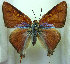  ( - MLIB-0186)  @11 [ ] CreativeCommons - Attribution (2010) Michel Libert Centre for Biodiversity Genomics