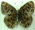  (Anthene larydas - MLIB-0487)  @14 [ ] CreativeCommons - Attribution (2010) Michel Libert Centre for Biodiversity Genomics