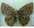 (Anthene kersteni - MLIB-0490)  @13 [ ] CreativeCommons - Attribution (2010) Michel Libert Centre for Biodiversity Genomics