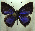  (Anthene levis - MLIB-0495)  @13 [ ] CreativeCommons - Attribution (2010) Michel Libert Centre for Biodiversity Genomics
