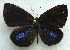  ( - MLIB-1521)  @13 [ ] CreativeCommons - Attribution (2014) Michel Libert Centre for Biodiversity Genomics