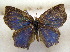  (Aslauga vininga - MLIB-1601)  @13 [ ] CreativeCommons - Attribution (2015) Michel Libert Centre for Biodiversity Genomics