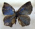  ( - MLIB-1602)  @13 [ ] CreativeCommons - Attribution (2015) Michel Libert Centre for Biodiversity Genomics