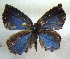  ( - MLIB-1603)  @12 [ ] CreativeCommons - Attribution (2015) Michel Libert Centre for Biodiversity Genomics
