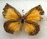  ( - MLIB-1604)  @12 [ ] CreativeCommons - Attribution (2015) Michel Libert Centre for Biodiversity Genomics