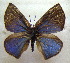  (Aslauga imitans - MLIB-1607)  @14 [ ] CreativeCommons - Attribution (2015) Michel Libert Centre for Biodiversity Genomics