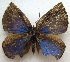  ( - MLIB-1608)  @12 [ ] CreativeCommons - Attribution (2015) Michel Libert Centre for Biodiversity Genomics
